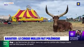 Hautes-Alpes: le cirque Muller fait polémique à Baratier