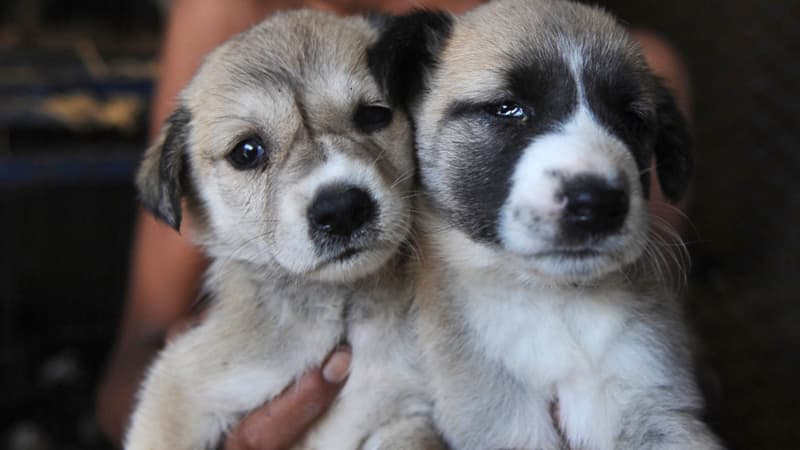 Des chiots - Image d'illustration