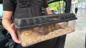 Deux tortues grecques ont été saisies à Marseille.