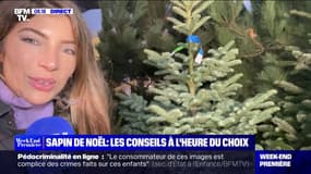 Sapin de Noël: les conseils pour bien le choisir