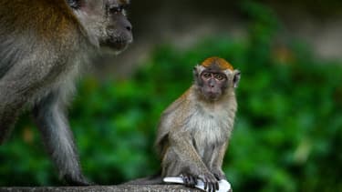 Un macaque (photo d'illustration).