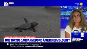Ponte de tortue marine sur une plage de Villeneuve-Loubet: en quoi est-ce exceptionnel?