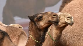 Des chameaux lors du Festival annuel du roi Abdulaziz à Rumah, à 160 kilomètres Riyad, le 19 janvier 2018