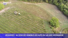 DECOUVERTE : Au cœur des vignobles des Alpes du Sud avec Intermarché