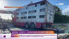 Bovins, "fiché S": l'incroyable accident sur l'A43