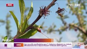 Face à un épisode tardif de gel, les arboriculteurs très inquiets pour la récolte de la saison 