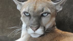 Les pumas vivent normalement dans les montagnes.