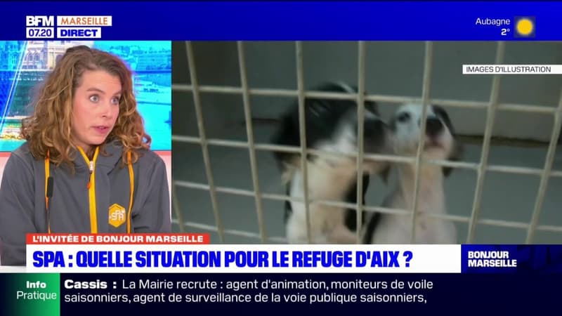 Aix-en-Provence: quelle situation pour le refuge SPA ?
