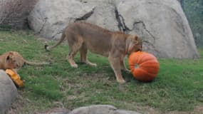 Les animaux du zoo de Dallas ont aussi fêté Halloween