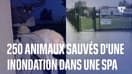 250 animaux ont été pris au piège dans une inondation après un violent orage à la SPA de Lyon