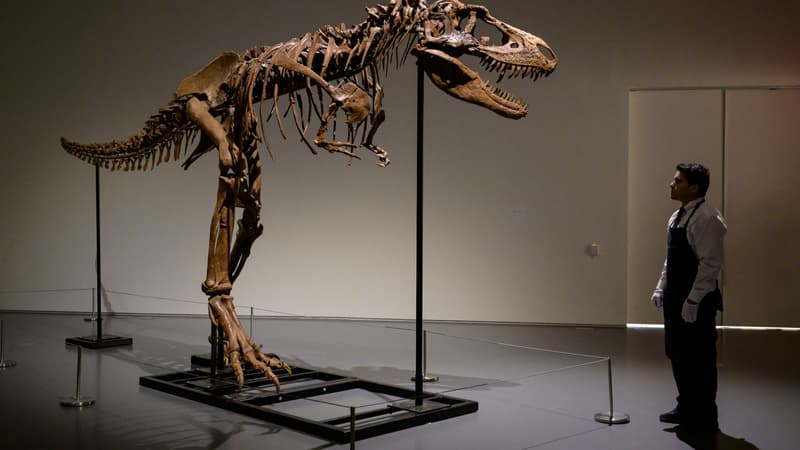 Un squelette complet de Gorgosaurus sera bientôt vendu aux enchères par Sotheby's à New York