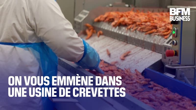 On vous emmène dans une usine de crevettes