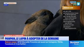 Animaux & compagnie: Panpan, un lapin à adopter à Marseille