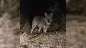 Un loup aperçu par un riverain sur la route de Grenoble à Nice (Alpes-Maritimes), le mercredi 22 mai 2024.