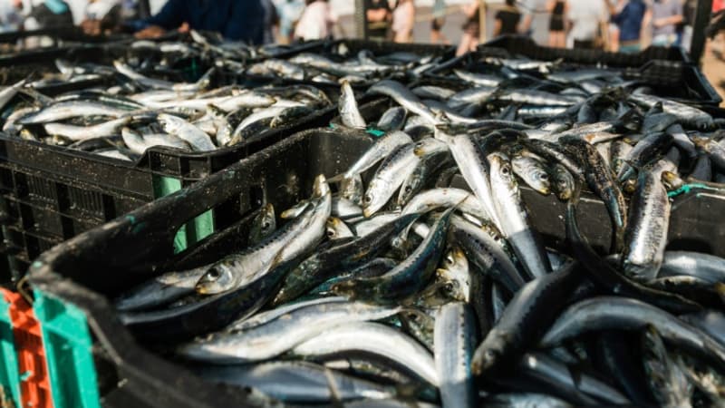 Six pêcheurs de sardines sauvés au large du Finistère