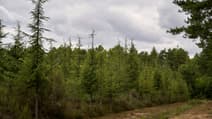 Une parcelle de plantation de cèdres dans la forêt de Tigy (Loiret),e le 6 juillet 2023  