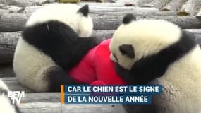 Pour le nouvel an chinois, ces pandas reçoivent... des chiens en peluche