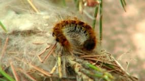 La dangereuse prolifération des chenilles processionnaires