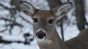 Un cerf de Virginie 