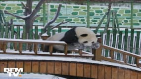 Ces deux pandas découvrent la neige pour leur plus grand bonheur