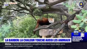 Au zoo de la Barben, des mesures pour protéger les animaux de la chaleur