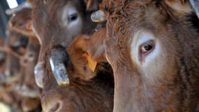 Des vaches limousines sont photographiées dans une ferme d'élevage, le 18 février 2012 à Saint-Gence