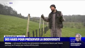 En Seine-Maritime, des haies sont plantées pour préserver la biodiversité