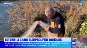 Le crabe bleu prolifère toujours dans le Var