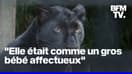 6 ans après, les anciens propriétaires d'une panthère noire sont jugés à Lille