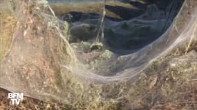 Une plage grecque recouverte entièrement de toiles d'araignées