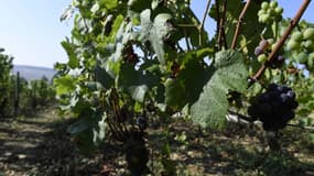 Si les bourgeons ne repartent pas d'ici juin dans la vignes, la filière viticole bordelais accusera alors une perte d'1,5 milliard de chiffre d'affaires.