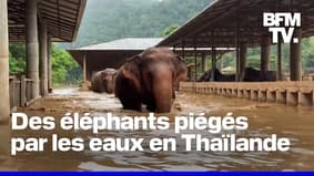 Thaïlande: un sanctuaire d'éléphants inondé après le passage du typhon Yagi 