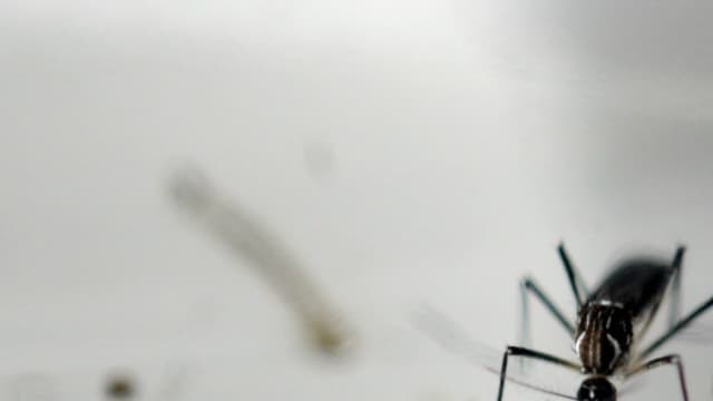 Le virus Zika, transmis par un moustique, est rarement mortel