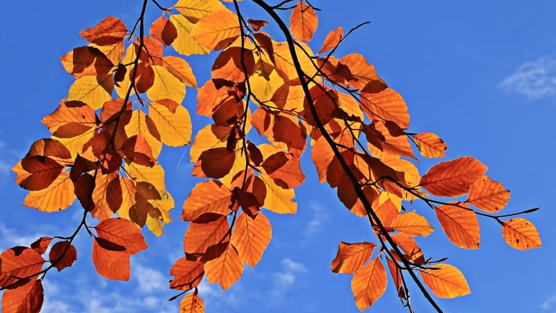 Des feuilles d'arbres sous les rayons du soleil d'automne (ILLUSTRATION)