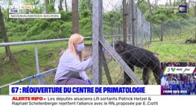 Bas-Rhin: le centre de primatologie du Fort Foch rouvre ses portes