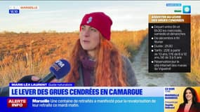 Camargue: assister au lever des grues cendrées quatre jours par semaine
