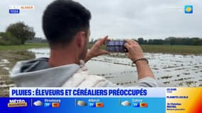 Alsace: les éleveurs et céréaliers préoccupés par la pluie