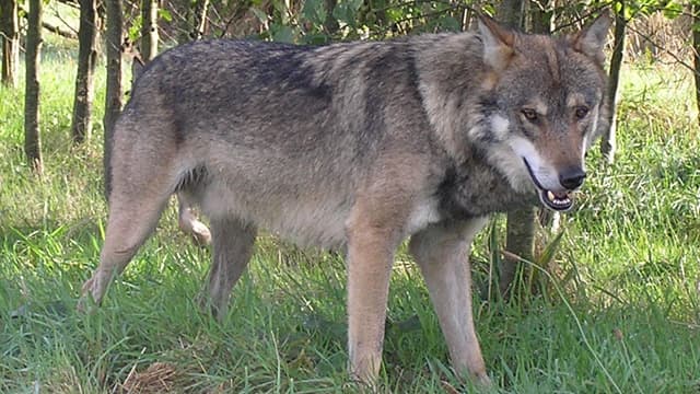 L'abattage de loups a été autorisé dans le parc de la Vanoise, en Savoie. (Photo : loup gris commun)