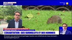 "Cohabitation" avec les rats à Paris: un "délire" pour le maire du 17e arrondissement