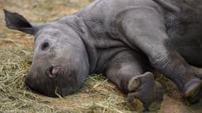 Arenka, dernière née des rhinocéros du zoo d'Amnéville, le 20 février 2018. 
