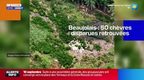 Beaujolais : 50 chèvres, disparues depuis une semaine, retrouvées grâce à un pilote champion d'ULM !