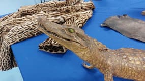 Des animaux menacés d'extinction saisis lors de la Braderie de Lille.
