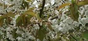 Coup de froid: les arboriculteurs inquiets