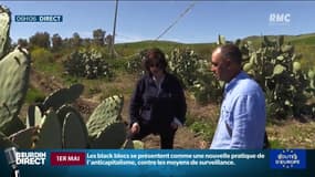 Au milieu des Cactus siciliens