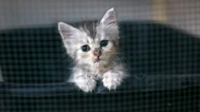 Un chaton -image d'illustration-