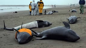 Des dauphins retrouvés échoués sur une plage (photo d'illustration)