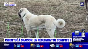 Oraison: un chien tué par balle, son maître soupçonne des chasseurs et porte plainte