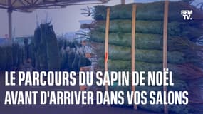 Le parcours du sapin de Noël avant d'arriver dans vos salons