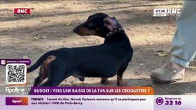 Budget: vers une baisse de la TVA sur les croquettes 