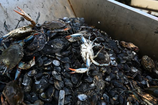 Des crabes bleus parmi des coquilles de palourdes sur un bateau de pêcheur, le 11 août 2023 dans la lagune de Scardovari (Italie).